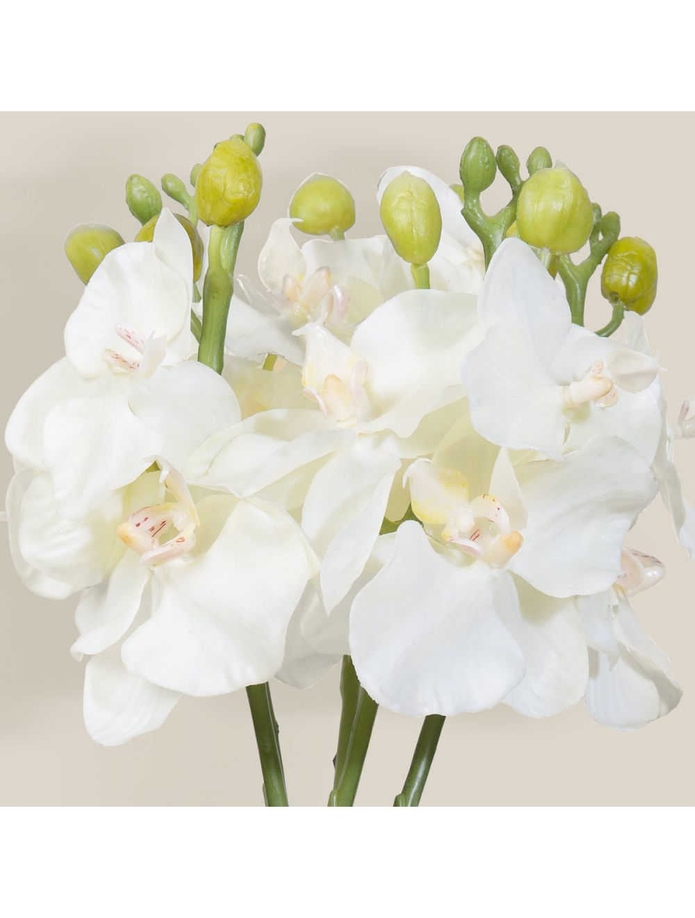 Phal Orchid Stem